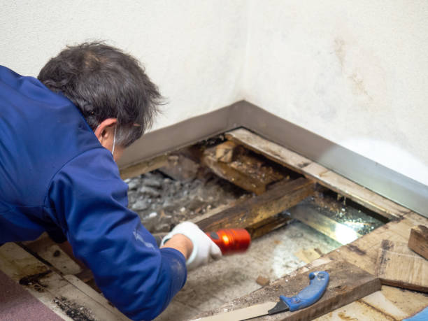 Best HVAC Mold Remediation in Warrenton, MO