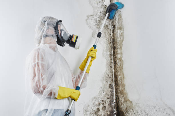 Best Basement Mold Remediation in Warrenton, MO