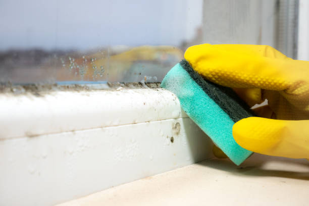 Best Kitchen Mold Remediation in Warrenton, MO