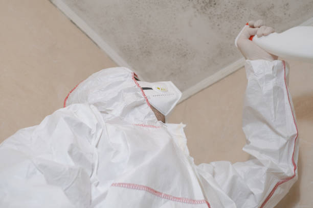 Best Attic Mold Remediation in Warrenton, MO