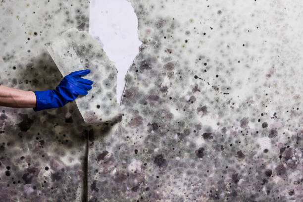 Best Black Mold Remediation in Warrenton, MO