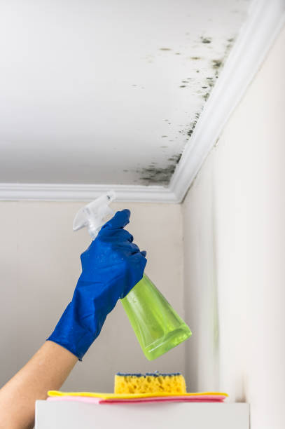 Best Commercial Mold Remediation in Warrenton, MO